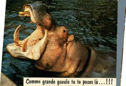 (987M) Hippopotame - Hippopotamus - Ippopotami