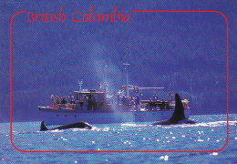 Whale Watching Killer Whales British Columbia Canada - Autres & Non Classés