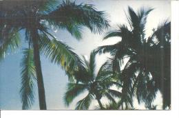 PALM TREES IN NEW CALEDONIA.FP-F-121 - Nouvelle-Calédonie