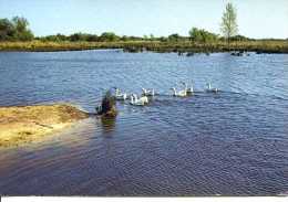 (44)  BOUAYE (Loire-Atlantique) Les Rives Du Lac De Grand Lieu - Bouaye