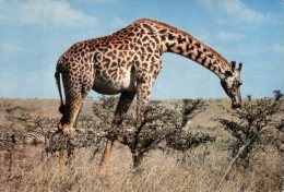 (361M) Girafe - Girafes - Giraffes