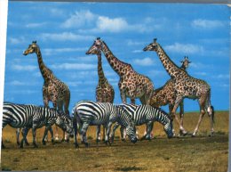 (361M) Girafe & Zebra - Girafes Et Zèbres - Girafes
