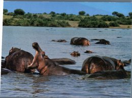 (361M) Hippopotamus - Hippopotame - Hippopotamuses