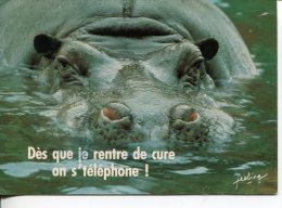 (361M) Hippopotamus - Hippopotame - Ippopotami