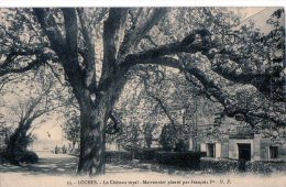 Loches  37     Le Marronnier  Arbre Planté Par François 1er - Loches