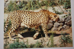 Ukraine. Kiev ZOO. CHEETAH. 1989 - Tigers