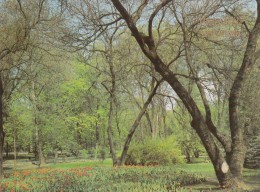 ZS46082 Vedere Din Parcul A S Puschin   Chisinau   2 Scans - Moldavië