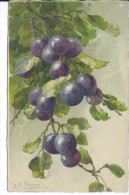Fruits - Illustrateur Catharina KLEIN - Klein, Catharina