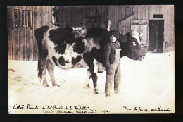 CANADA VACHE ET UN ENFANT PHOTO CARTE - Autres & Non Classés