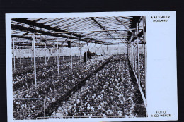 Delcampe - AALSMEER CP PHOTO - Aalsmeer