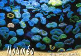 Entier Postal De 2004 Sur CP Avec Timbre "Armoiries De Nouméa" Et  Illust. "Nouméa : L'Aquarium" - Interi Postali