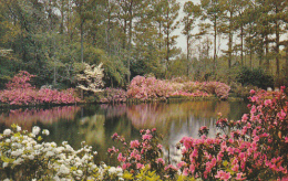 Alabama Mobile Bellingrath Gardens Azaleas Around Mirror Lake - Mobile