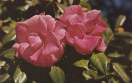 Alabama Mobile Bellingrath Gardens Camellia Japonica - Mobile