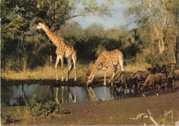 Giraffe - Animaux D'afrique En Liberté, Giraffe, Camelopardalis, Girafe, Girafes Se Désaltérant - YVON Fiévet N°10 - Jirafas