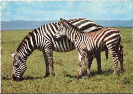 Zèbre - Zebra Di Grant, Sebra Of Grant, Zèbre De Grant, Zebra Von Grant - Kodak Cecami 834 - Zebras