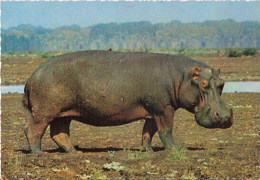 Hippopotame - Ippopotamo Africa - Kodak Cecami 396 - Nijlpaarden