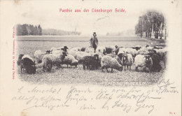 Partie In Der Lüneburger Heide, Haidschnucken, Schafe, Um 1903 - Lüneburger Heide