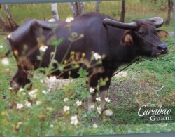 (876) Guam - Carabao - Water Buffalo - Guam