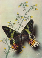 Papillon - Papillons Exotiques, Urania Riphéus -Madagascar - N°7 YVON - Mariposas