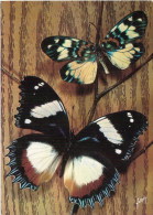 Papillon - Papillons Exotiques, Erasmia Pulchella (Inde) Hypolimna Dexithea (Madagascar) - Papillons