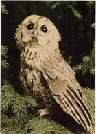 Oiseaux - Waldkauz, Hulotte, Strige, Wood-owl - Photoglob-Wehrli, Franz Shmid 258 - Pájaros