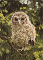 Oiseaux - Junger Waldkauz, Jeune Hulotte, Giovane Strige, Wood-owl - Photoglob-Wehrli, Franz Shmid 257 - Pájaros