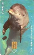 103 TARJETA DE CUBA DE UN DELFIN  (DOLPHIN) - Delfines