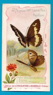 PUB. CHROMO  CHOCOLAT AIGUEBELLE, LE MONDE DES INSECTES PAPILLONS, SILENE, SATYRE, FLEURS,  RECTO/VERSO - Aiguebelle