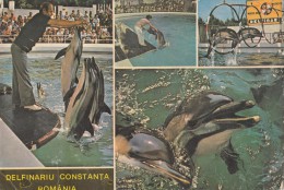 ZS48764 Delfinariul Constanta   Animaux Animals 22x15   2 Scans - Dauphins