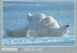 ZS48766 Norway Bears Ours Polar  Animaux Animals   2 Scans - Osos