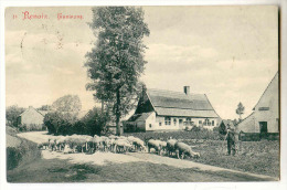 D11067 - RENAIX -  Environs  N° 11  *troupeau De Moutons*berger* - Ronse