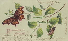 CPA BUTTERFLY, INSECT - Insekten