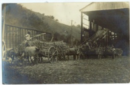 JAMAICA - RPPC - Rum Co Pany Ltd. - Unloading Sugar Cane - 1931 - Jamaîque - Sonstige & Ohne Zuordnung