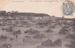 ¤¤  -   1224   -   CANCALE   -   Le Triage Des Huitres   -   Ostréïculture    -  ¤¤ - Cancale