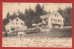 Z0256 Le Locle, Monplaisir, Pension Léger, Vache ANIME.  Précurseur.  Cachet Les Que... ? Près Le Locle 1904 - Le Locle