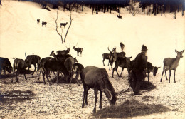 MARIAZELL : BEIM JAGA MANDL [ HIRSCHFÜTTERUNG ] - CARTE VRAIE PHOTO / REAL PHOTO POSTCARD : S. GORKIEWICZ - 1912 (o-661) - Mariazell