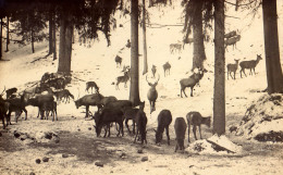 MARIAZELL : BEIM JAGA MANDL [ WILDFÜTTERUNG ] - CARTE VRAIE PHOTO / REAL PHOTO POSTCARD : S. GORKIEWICZ - 1912 (o-663) - Mariazell