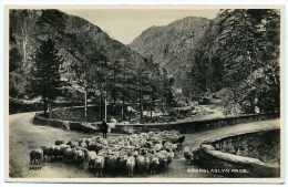 ABERGLASLYN PASS : SHEPHERD WITH FLOCK OF SHEEP - Caernarvonshire