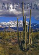 Lote PEP481, USA, Postal, Postcard, Arizona, Four Peaks, Mountain - Phoenix