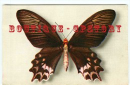 BUTTERFLY - PAPILLON - Papilio Semperi (Mindora) - Dos Scanné - Papillons