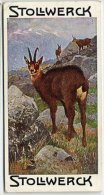 Stollwerck - Règne Animal – 1.1 (FR) – Gems, Chamois, Rupicapra Rupicapra - Stollwerck