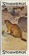 Stollwerck - Règne Animal– 1.2 (FR) – Marmot, Marmotte, Marmota - Stollwerck