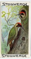 Stollwerck - Règne Animal - 7.4 (FR) – Groene Specht, Picus,  Green Woodpecker, Pic Vert - Stollwerck