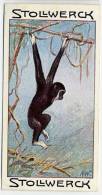 Stollwerck - Règne Animal – 8.2 (FR) – Gibbon, Hylobates  - Stollwerck