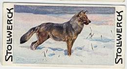 Stollwerck - Règne Animal – 9.3 (FR) – Loup, Canis Lupus, Wolf - Stollwerck