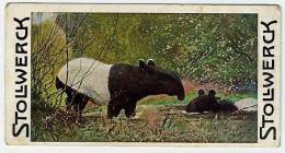 Stollwerck - Règne Animal – 10.2 (FR) - Tapir - Stollwerck