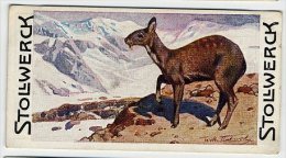 Stollwerck - Règne Animal – 11.2 (FR) – Muskusdier, Musk Deer, Moschidés  - Stollwerck