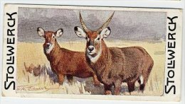 Stollwerck - Règne Animal – 11.5 (FR) – Waterbok, Kobus, Cobe à Croissant, Waterbuck, Antilope Sing-sing - Stollwerck