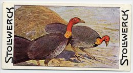 Stollwerck - Règne Animal – 14.2 (FR) – Tallegallahöner,  Brushturkey, Talégalle, Boskalkoen - Stollwerck