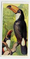 Stollwerck - Règne Animal – 17.5 (FR) – Toucans, Toekans, Ramphastidae - Stollwerck